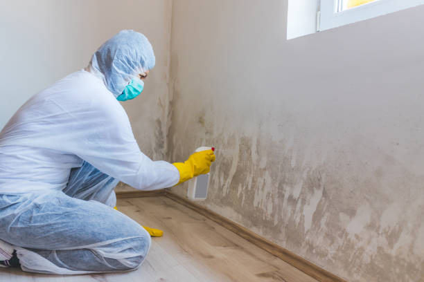 Licensed Mold Testing service in Freeland, MI - WQB Mold Removal